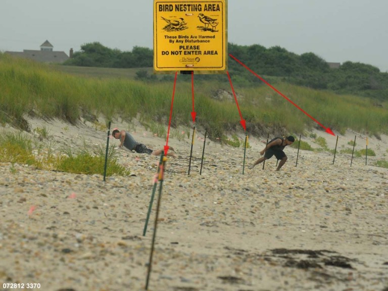 PIPL-17-BH_Piping-Plover