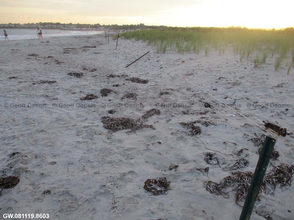 PIPL-17-BI_Piping-Plover