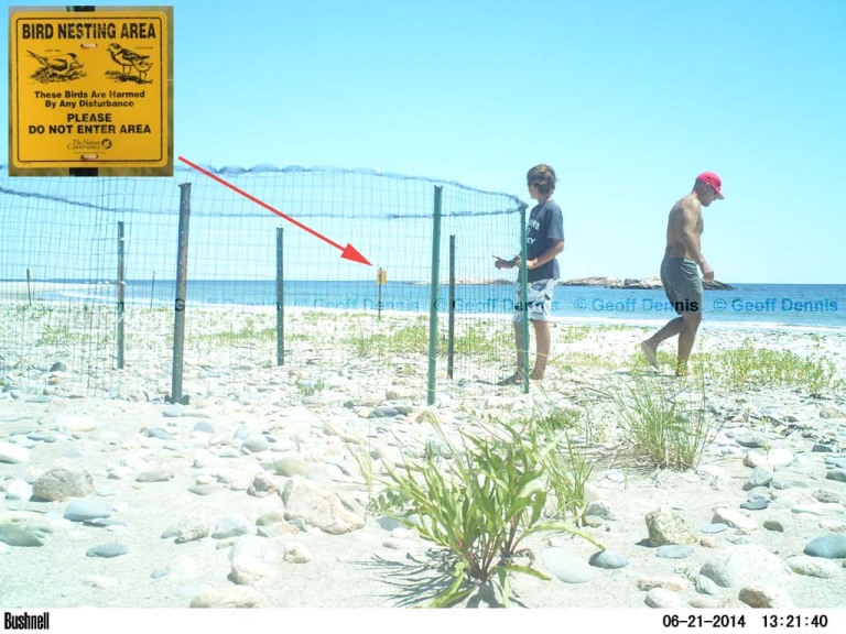 PIPL-17-BJ_Piping-Plover
