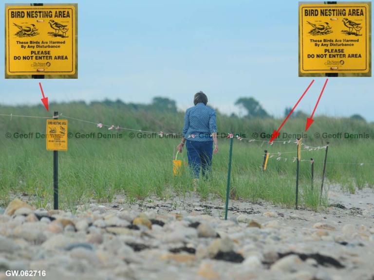 PIPL-17-BK_Piping-Plover