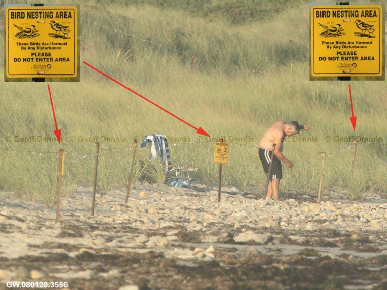 PIPL-17-BL_Piping-Plover