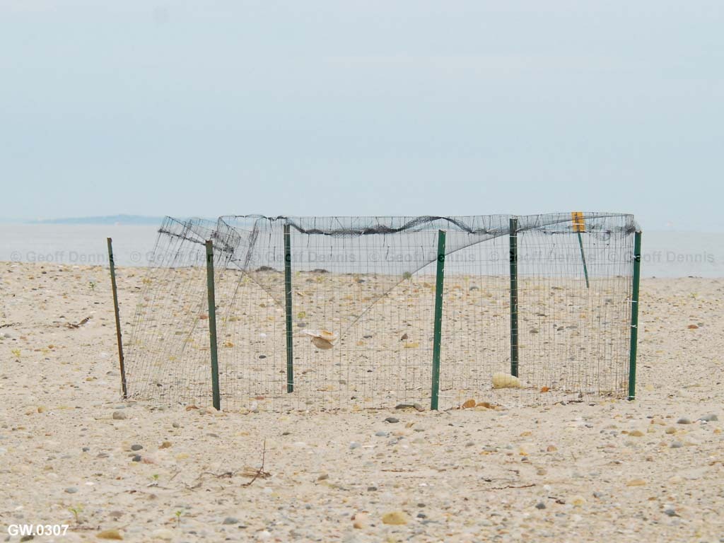 PIPL-17-BN_Piping-Plover