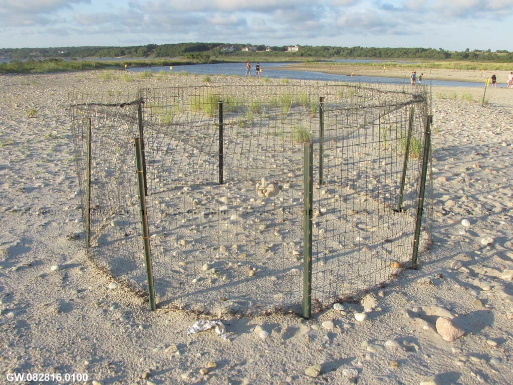 PIPL-17-BO_Piping-Plover