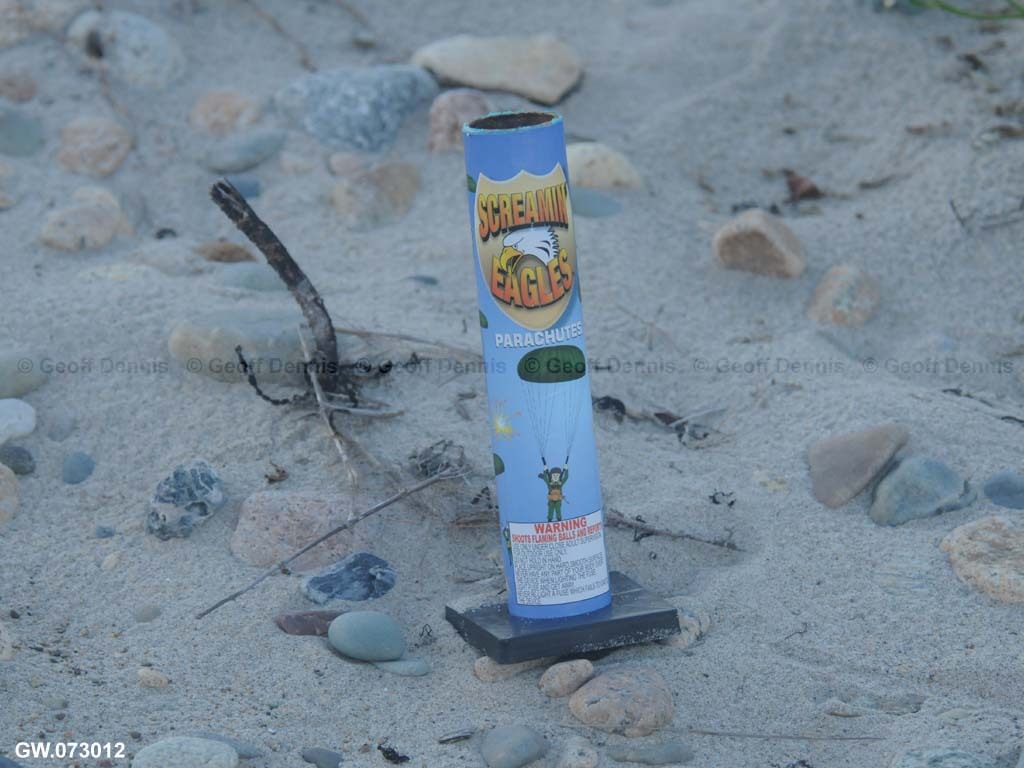 PIPL-17-BR_Piping-Plover