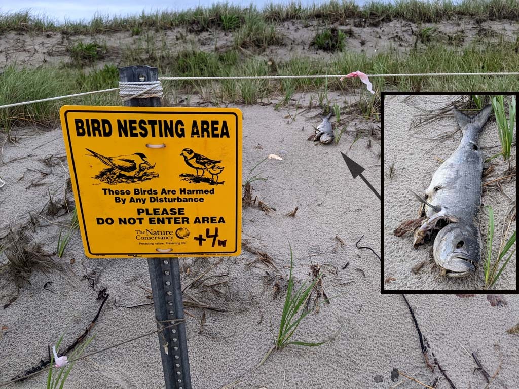 PIPL-17-BT_Piping-Plover