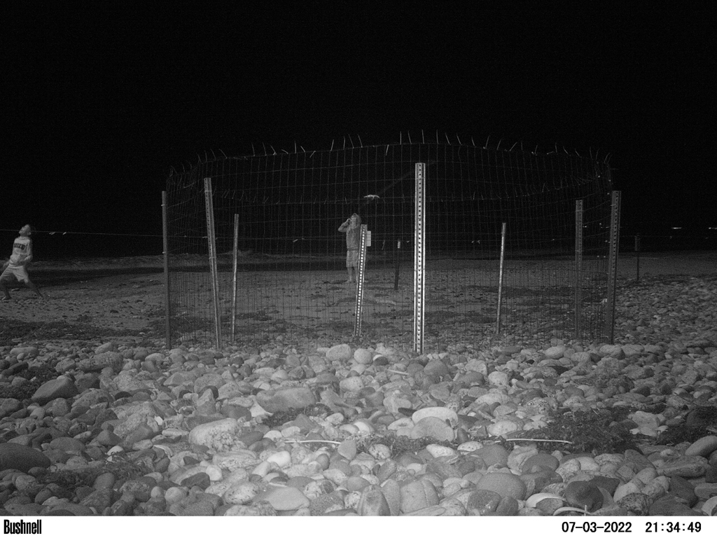 PIPL-17-CC_Piping-Plover