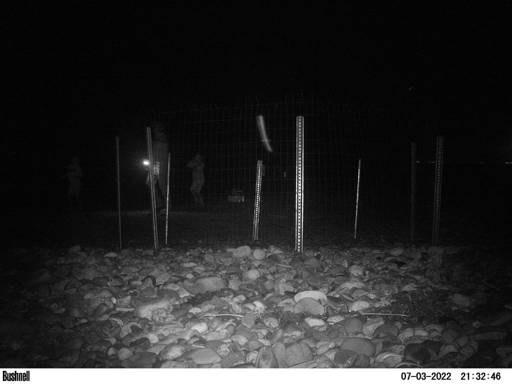 PIPL-17-CD_Piping-Plover