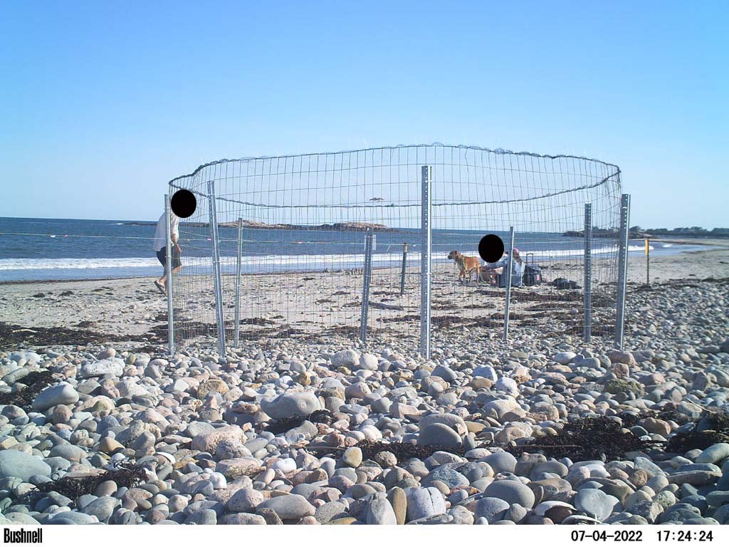 PIPL-17-CE_Piping-Plover