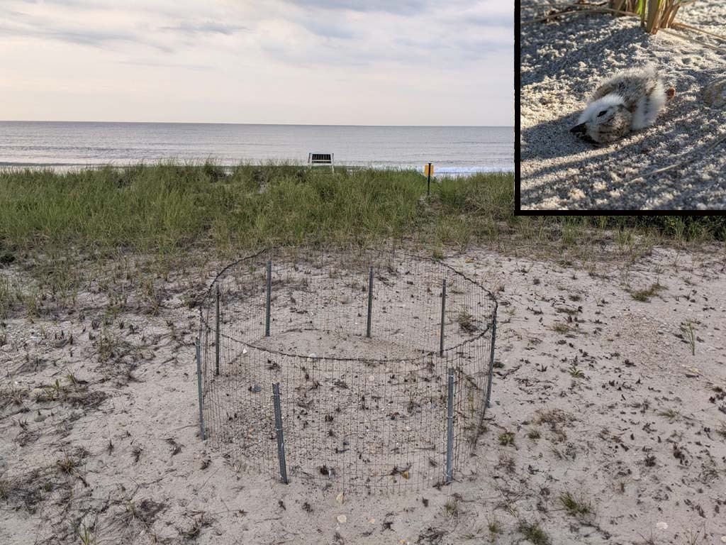 PIPL-17-CG_Piping-Plover
