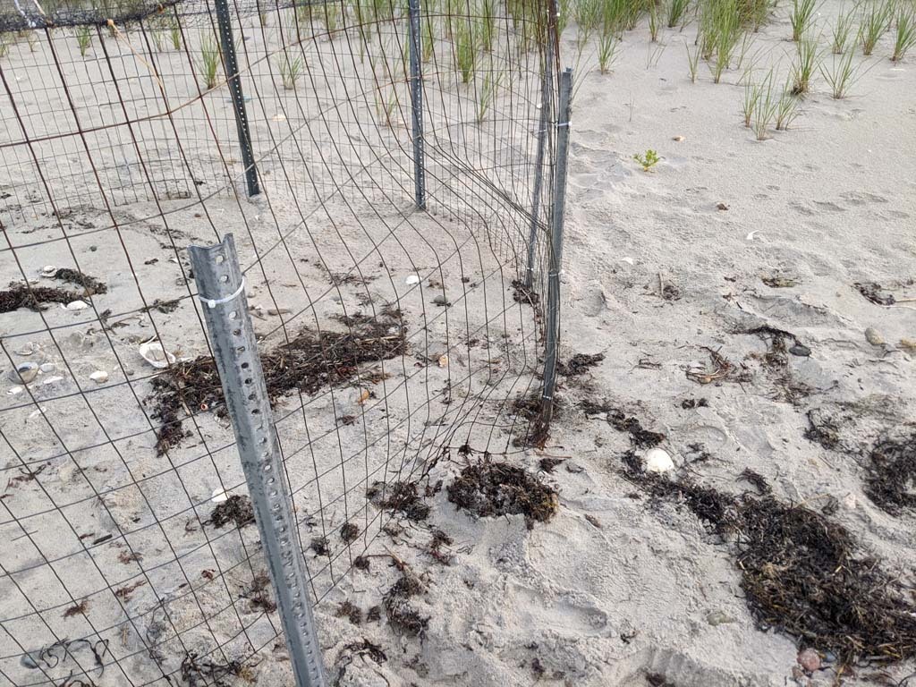 PIPL-17-CI_Piping-Plover