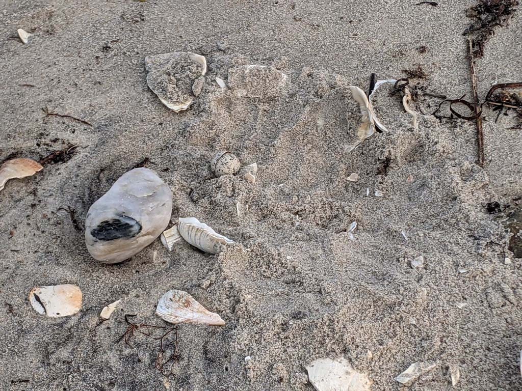 PIPL-17-CK_Piping-Plover