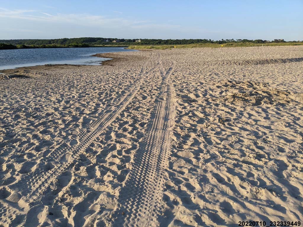 PIPL-17-CL_Piping-Plover