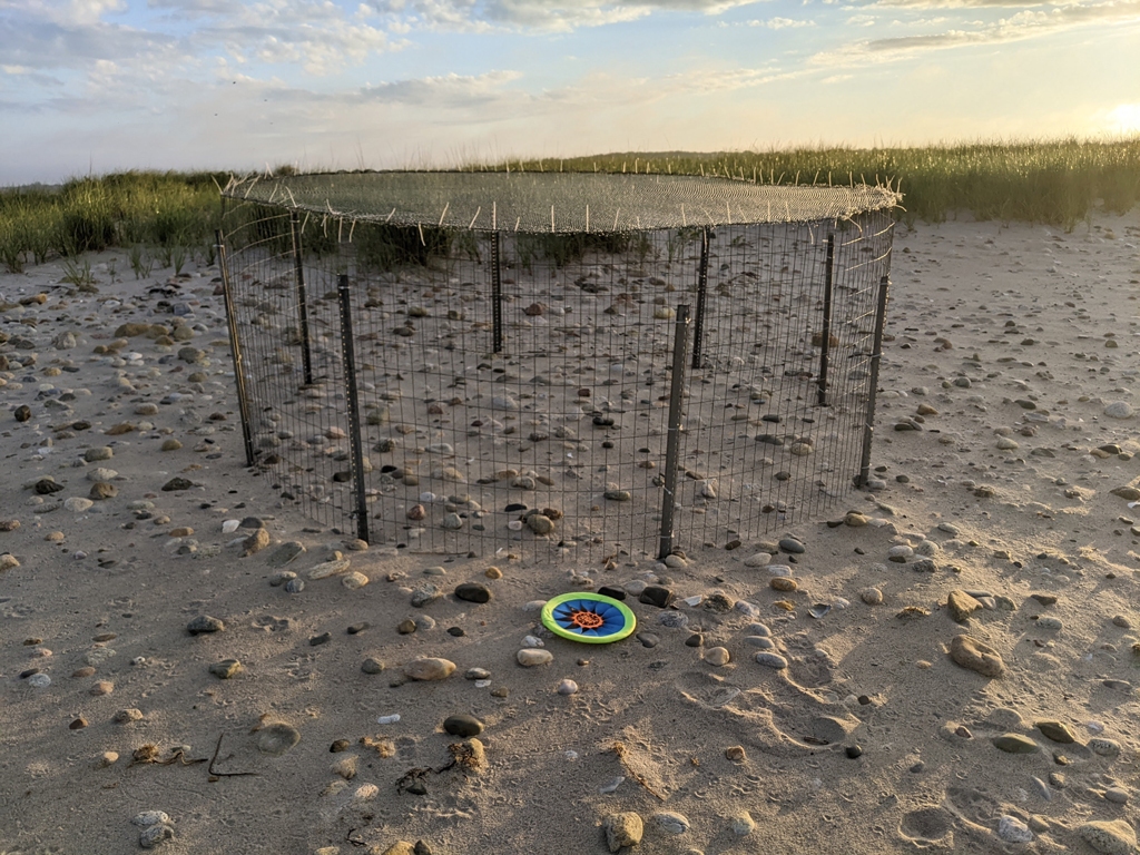 PIPL-17-CM_Piping-Plover