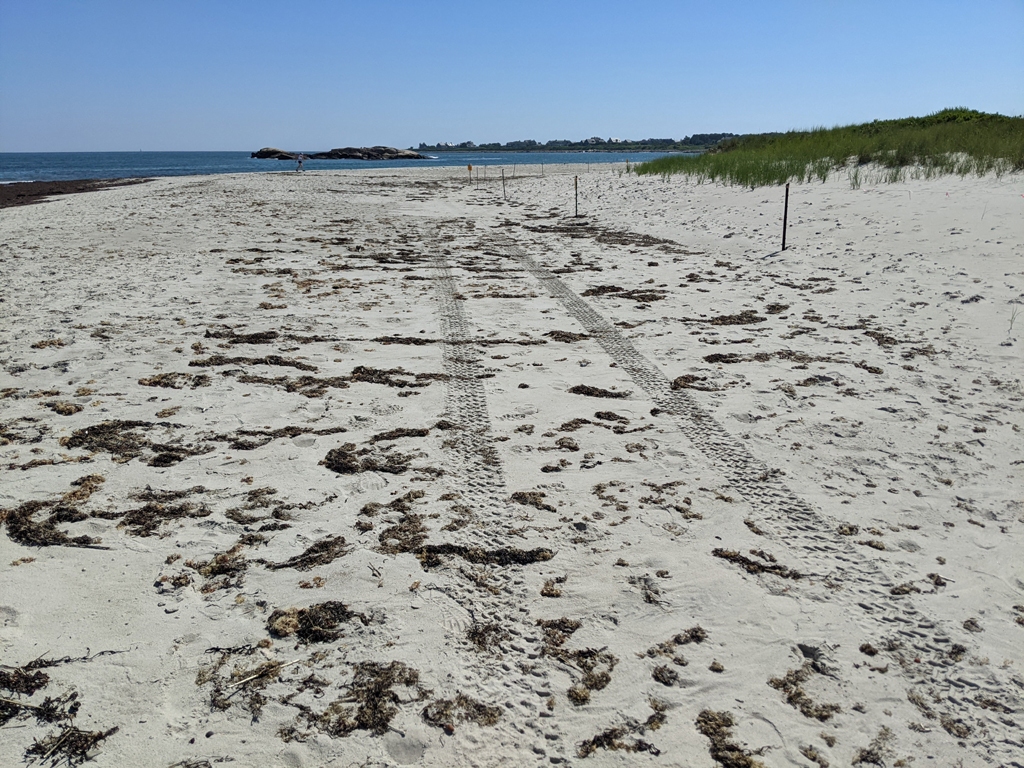 PIPL-17-CN_Piping-Plover