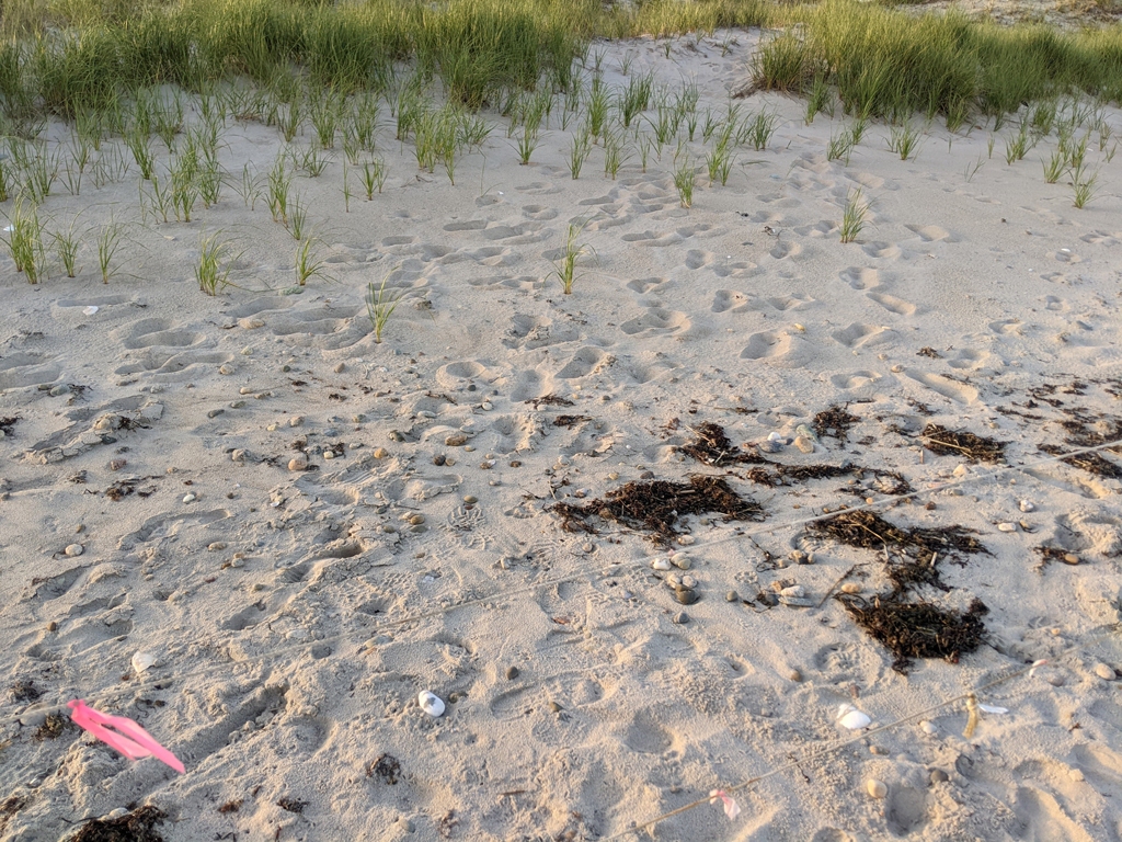 PIPL-17-CO_Piping-Plover