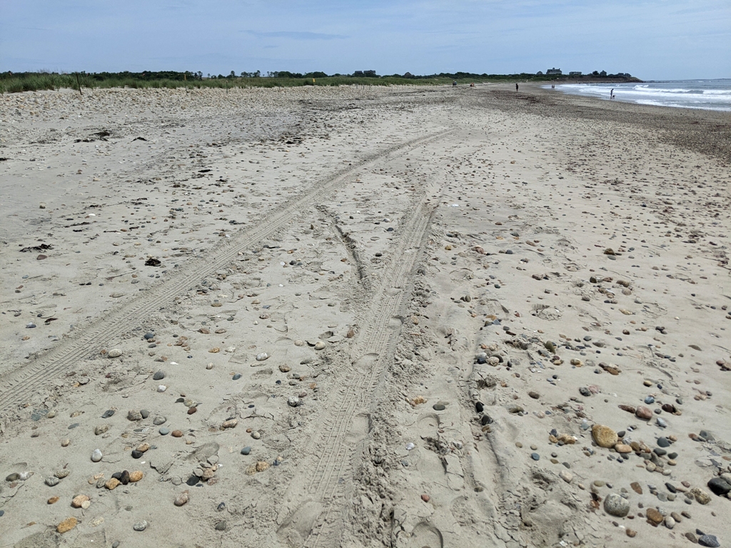 PIPL-17-CP_Piping-Plover