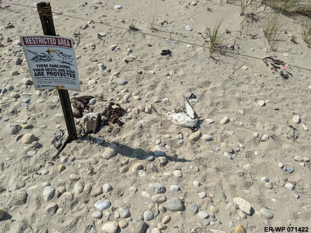 PIPL-17-CQ_Piping-Plover