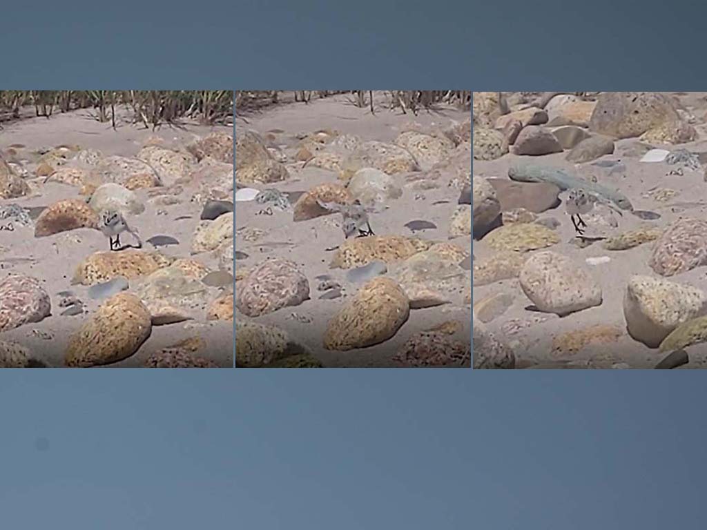 PIPL-17-CR_Piping-Plover