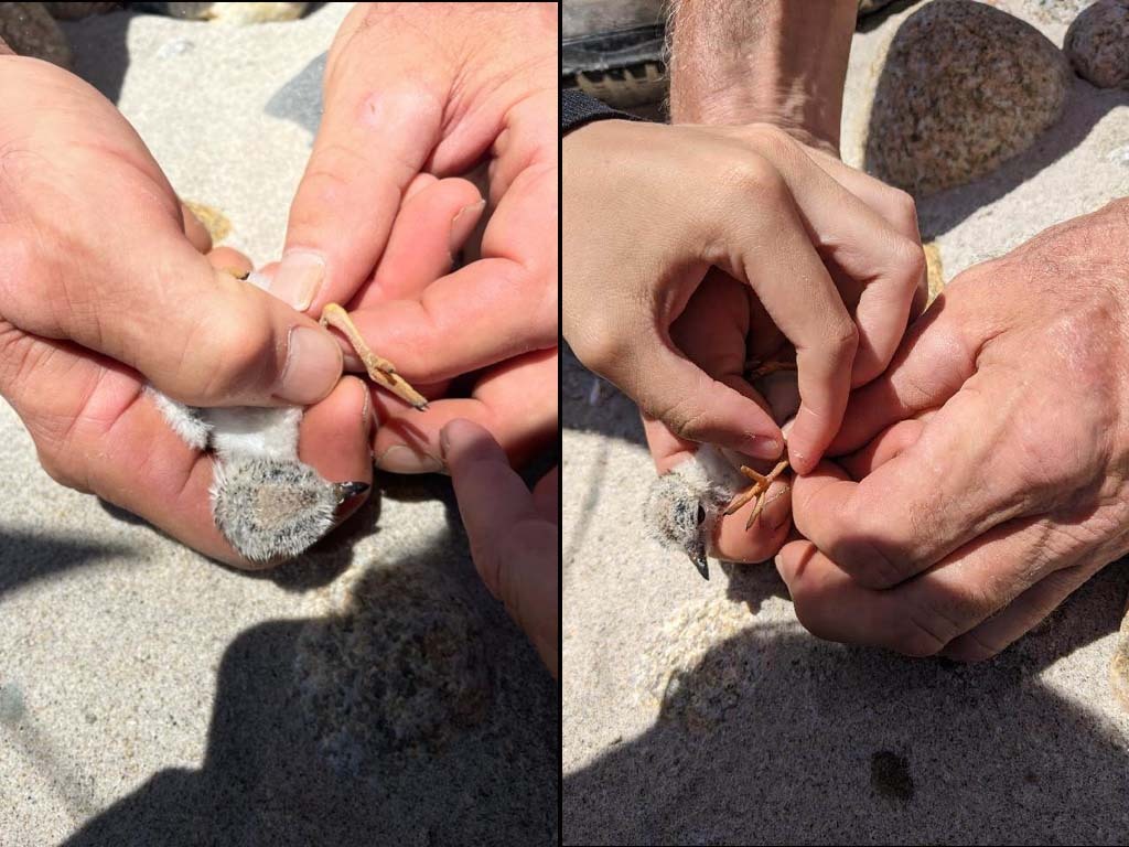 PIPL-17-CS_Piping-Plover