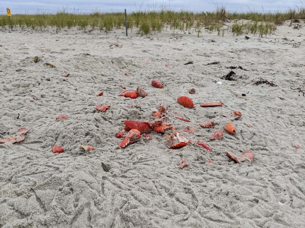 PIPL-17-CU_Piping-Plover