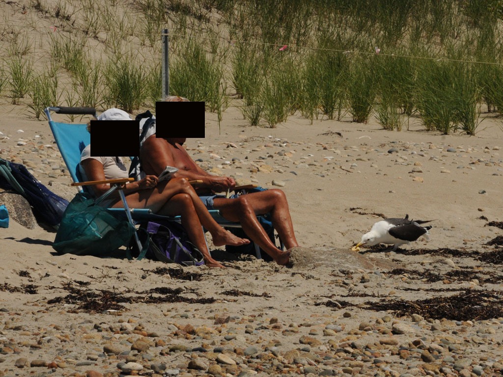 PIPL-17-CW_Piping-Plover