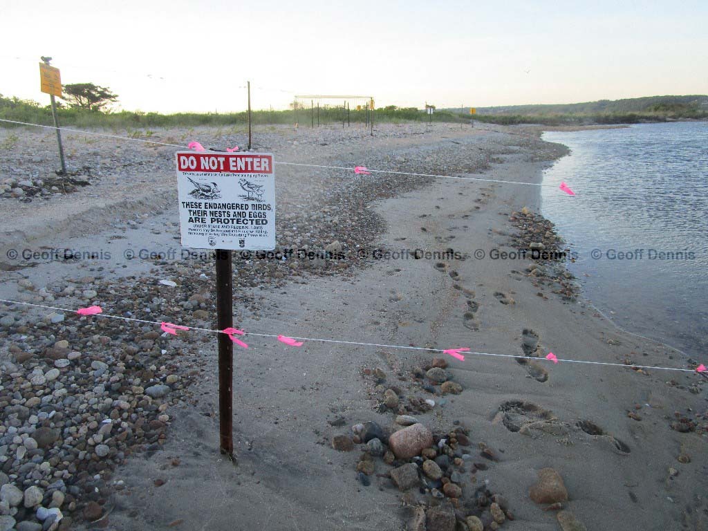PIPL-17-CZ_Piping-Plover