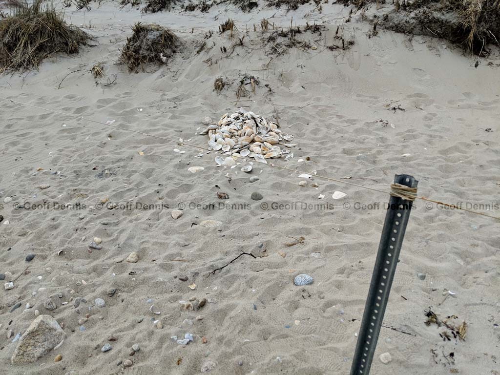 PIPL-17-DB_Piping-Plover