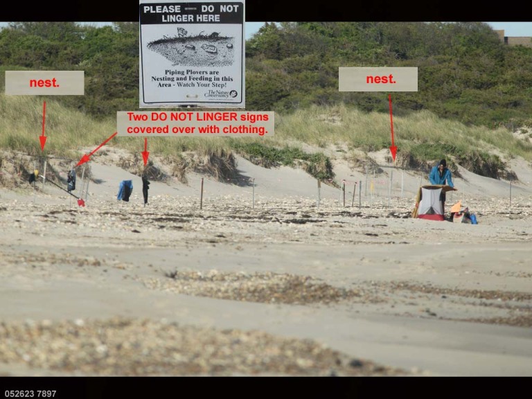 PIPL-17-DC_Piping-Plover