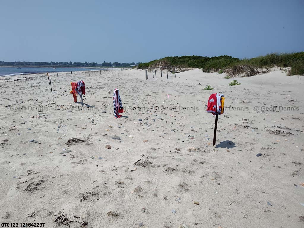 PIPL-17-DI_Piping-Plover