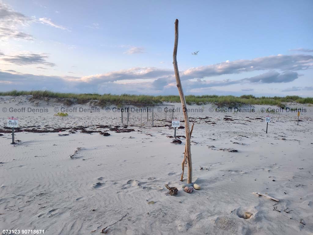 PIPL-17-DK_Piping-Plover