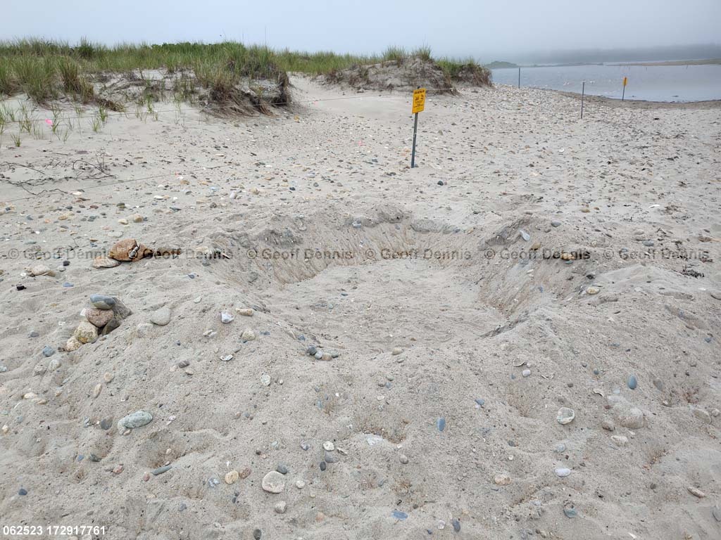 PIPL-17-DL_Piping-Plover