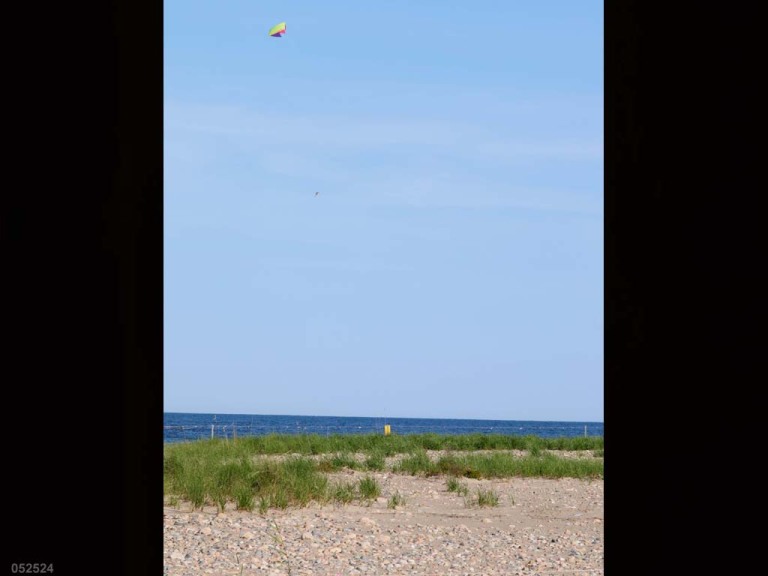 PIPL-17-DS_Piping-Plover