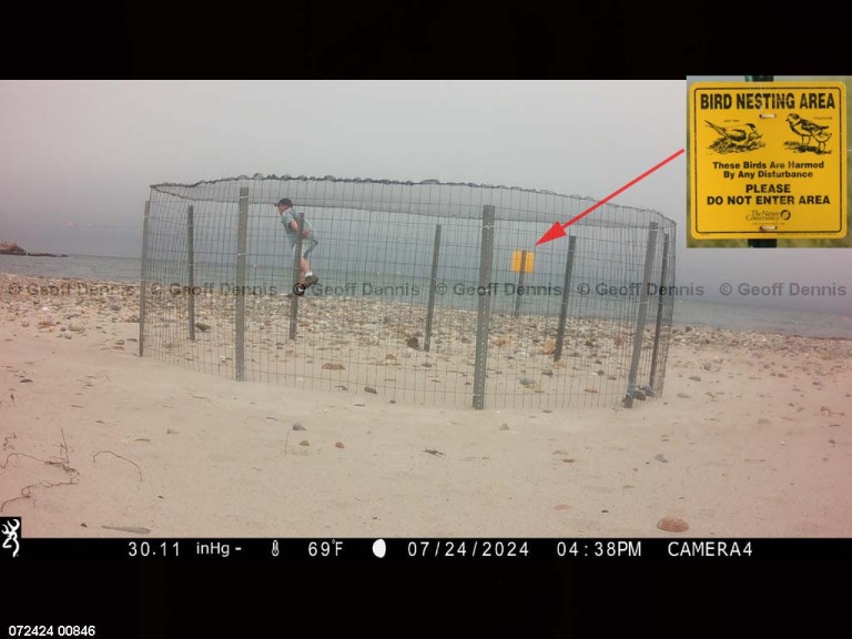 PIPL-17-DT_Piping-Plover