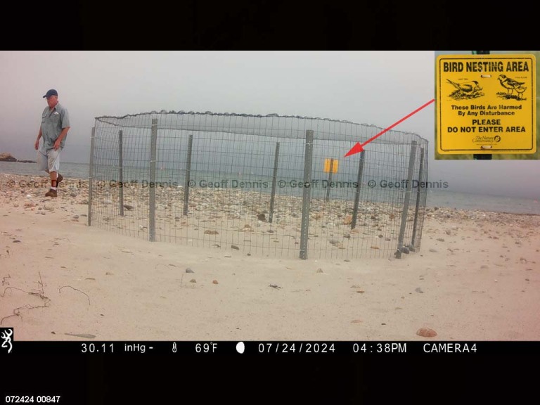 PIPL-17-DU_Piping-Plover