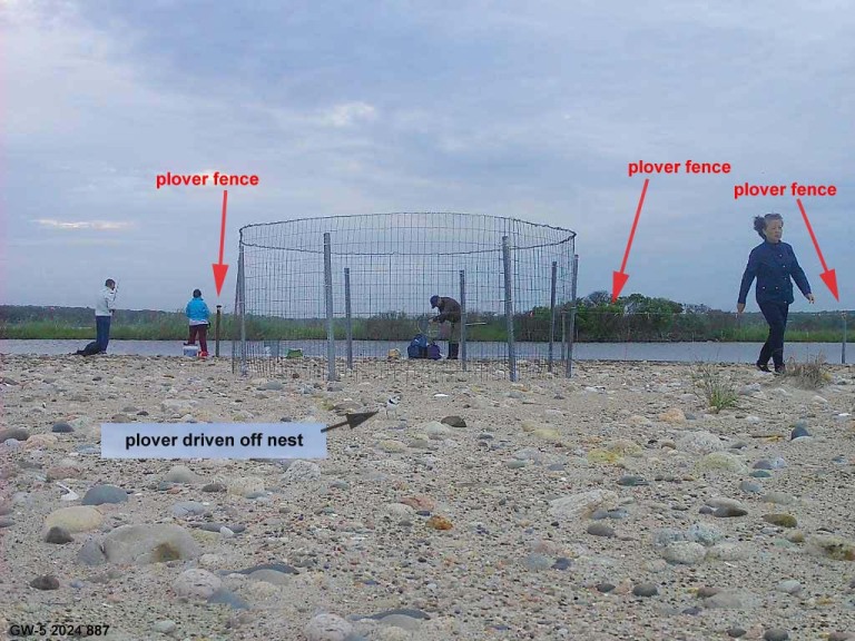 PIPL-17-DV_Piping-Plover