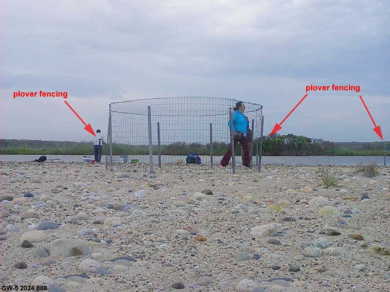 PIPL-17-DW_Piping-Plover