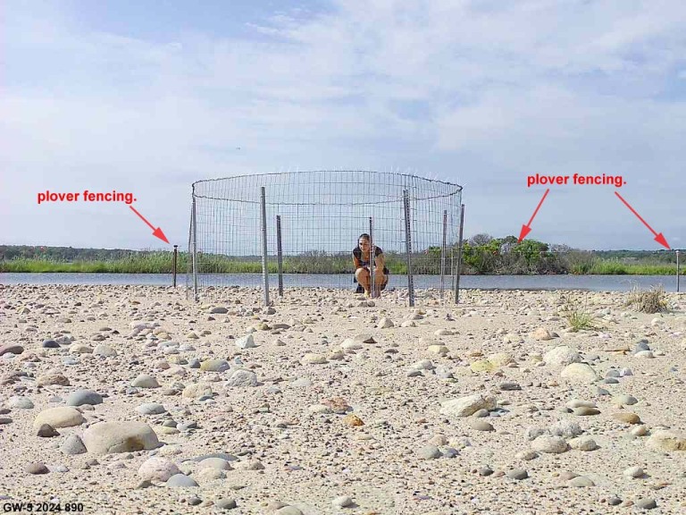 PIPL-17-DX_Piping-Plover