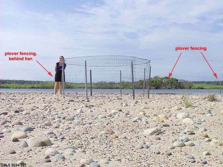 PIPL-17-DY_Piping-Plover