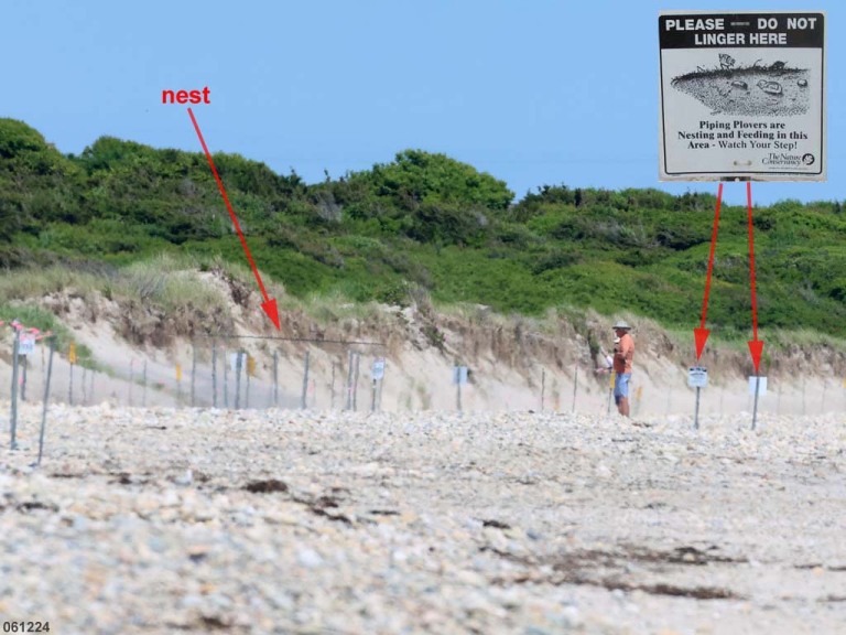 PIPL-17-EA_Piping-Plover