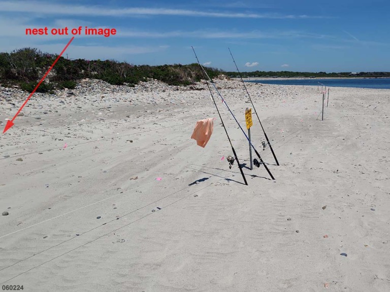 PIPL-17-EB_Piping-Plover