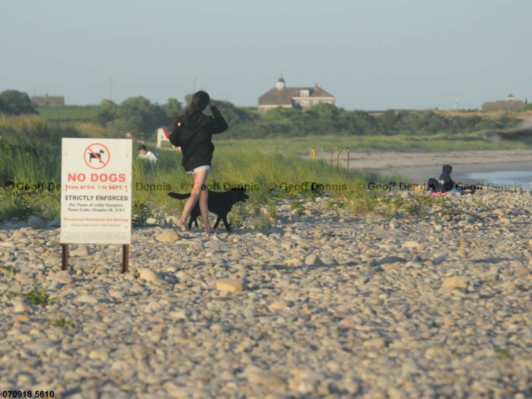 PIPL-17-EE_Piping-Plover