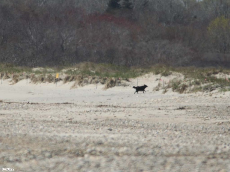 PIPL-17-EI_Piping-Plover