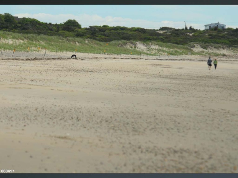 PIPL-17-EK_Piping-Plover