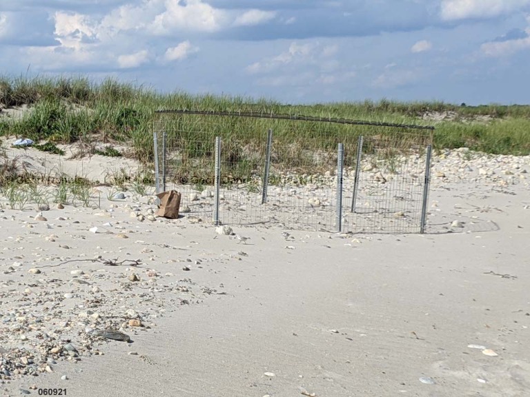 PIPL-17-EL_Piping-Plover