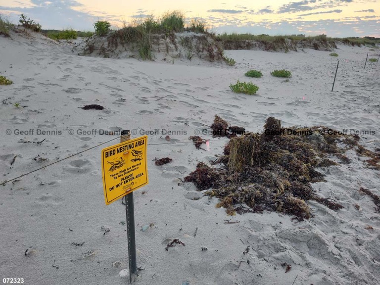 PIPL-17-EM_Piping-Plover