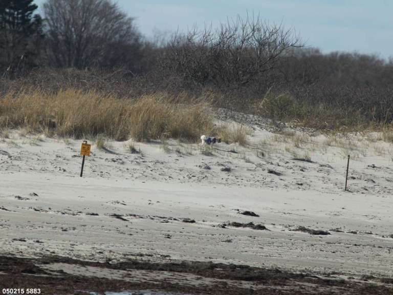 PIPL-17-EO_Piping-Plover