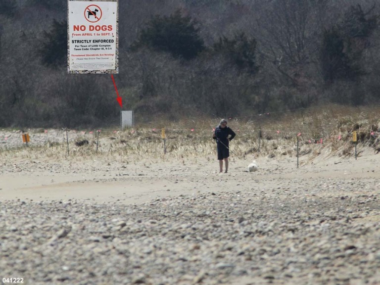 PIPL-17-EV_Piping-Plover