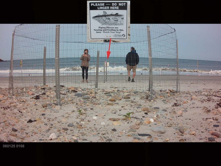 PIPL-17-EY_Piping-Plover