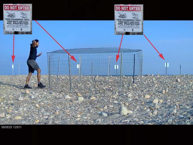 PIPL-17-EZ_Piping-Plover