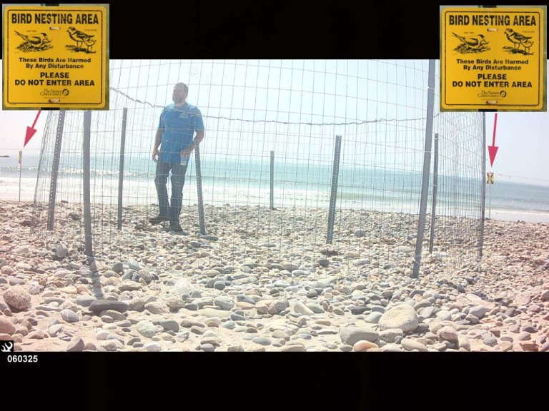 PIPL-17-FA_Piping-Plover